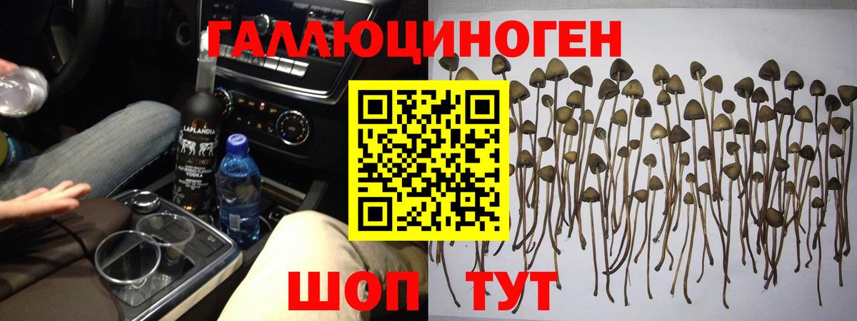 Псилоцибиновые грибы мицелий Вятские Поляны